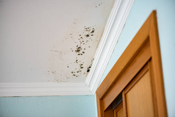 Why You Should Choose Our Mold Remediation Services in Edinburgh, IN